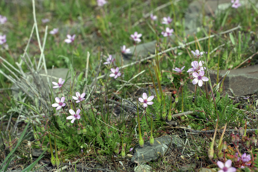 Изображение особи Erodium cicutarium.