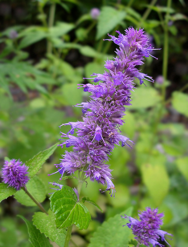 Изображение особи Agastache rugosa.