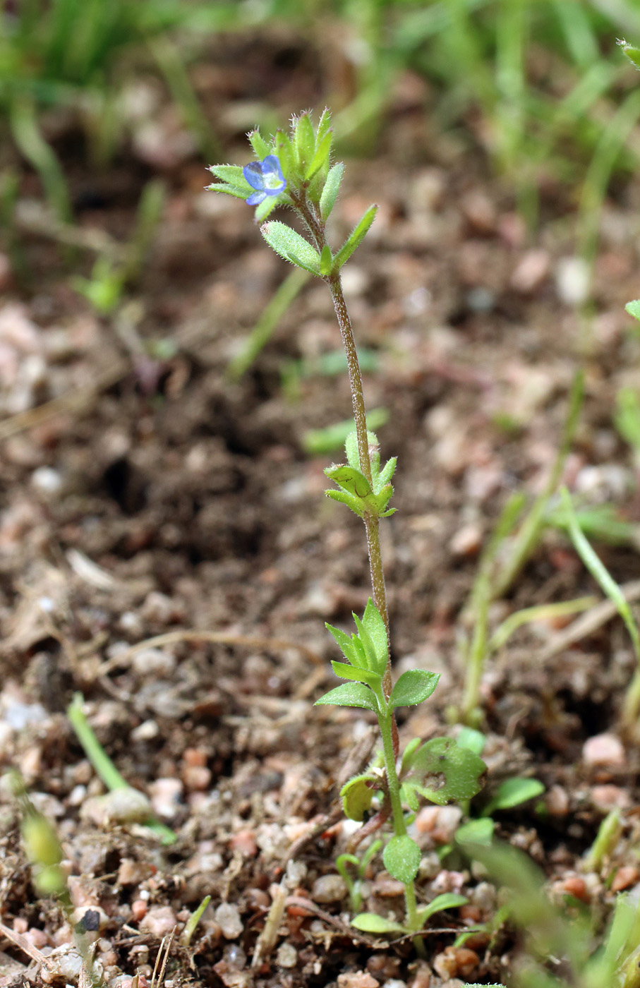 Image of Veronica verna specimen.