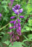 Polygala wolfgangiana