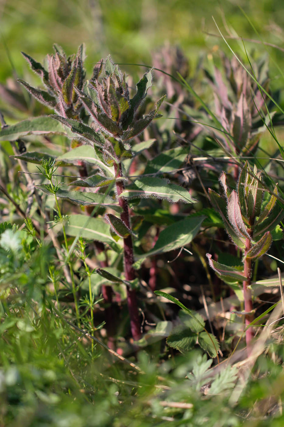 Image of Hieracium virosum specimen.