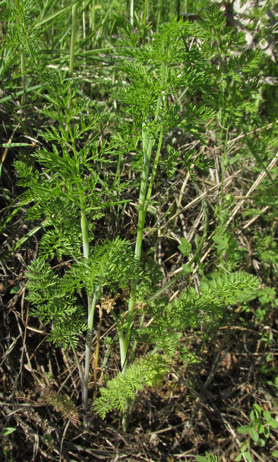 Image of Orlaya grandiflora specimen.