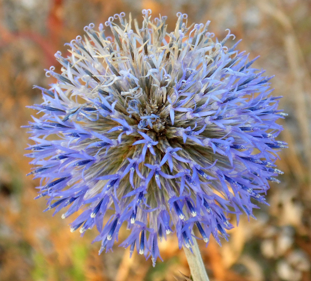 Image of Echinops biebersteinii specimen.