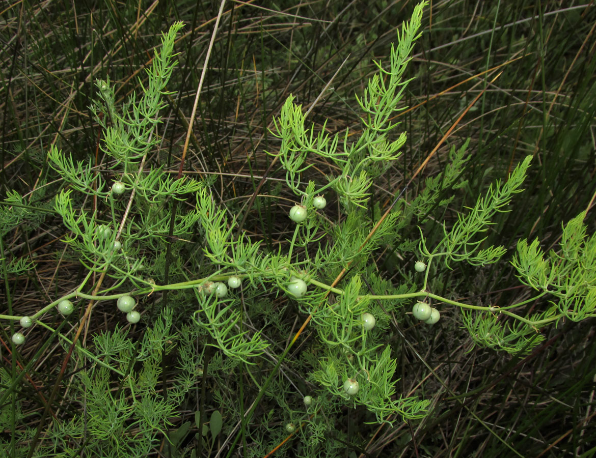 Изображение особи Asparagus pallasii.