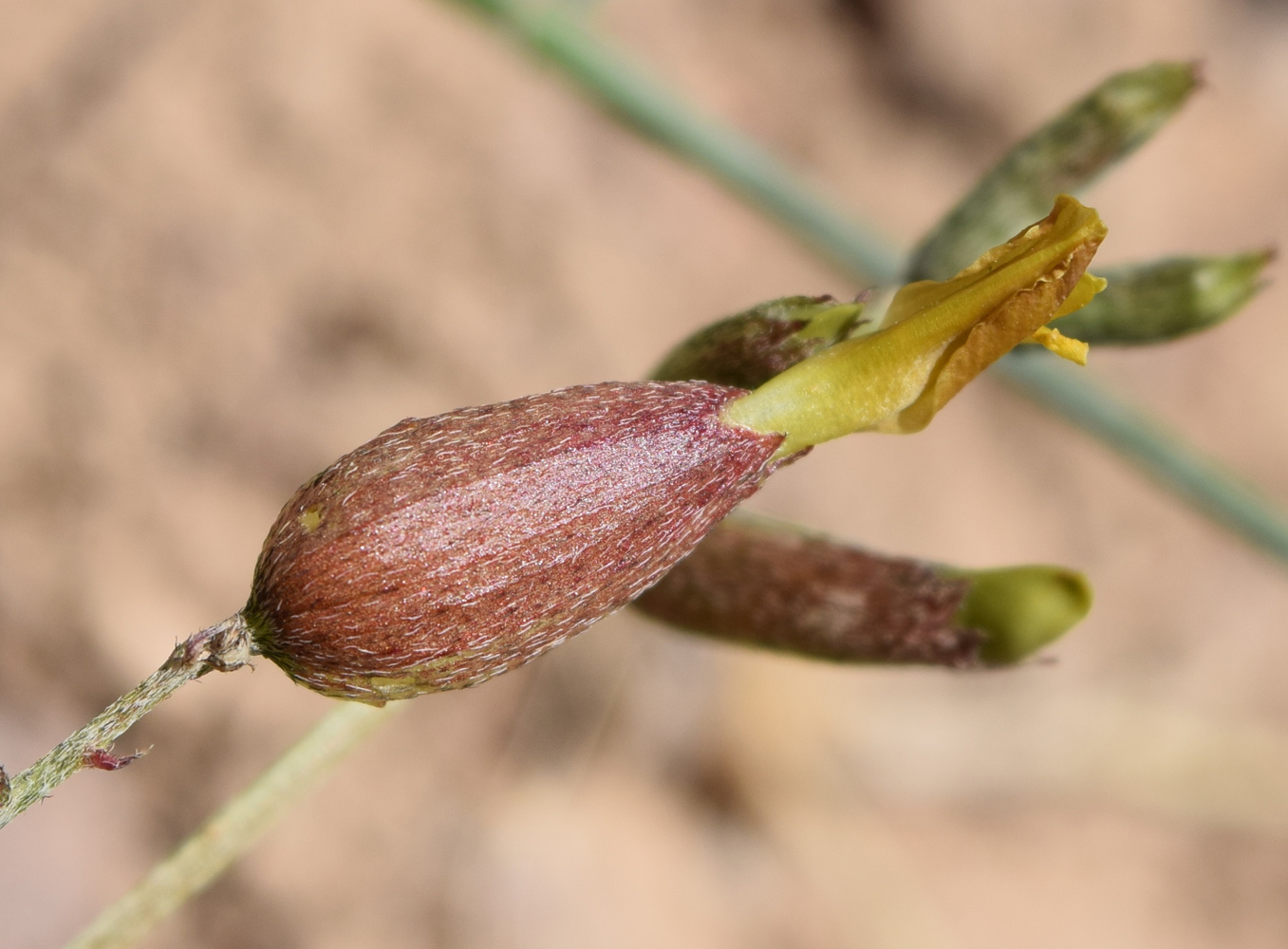 Image of Astragalus xanthomeloides specimen.