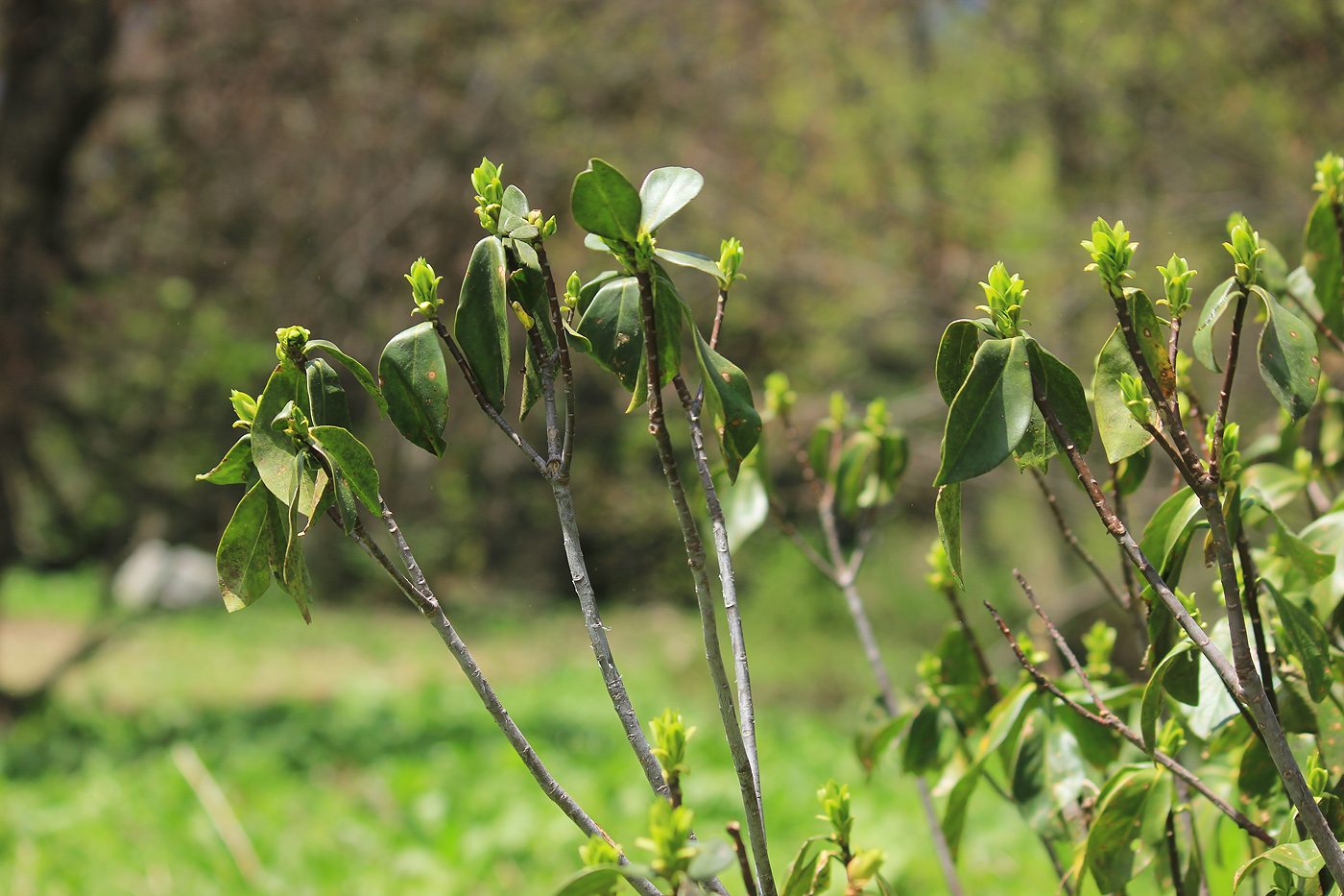 Image of Daphne pontica specimen.