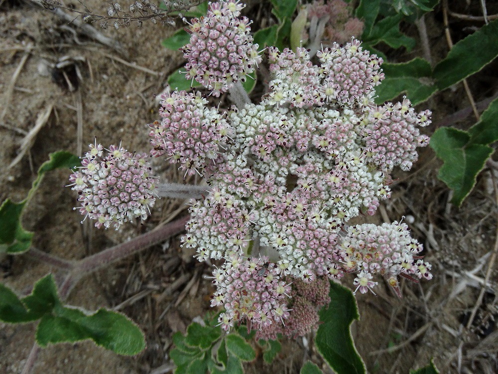 Image of Glehnia litoralis specimen.