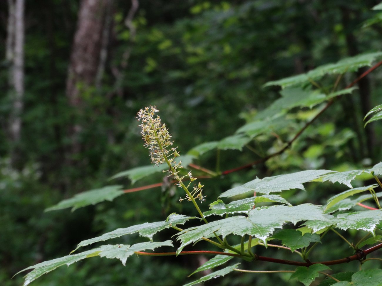 Image of Acer ukurunduense specimen.