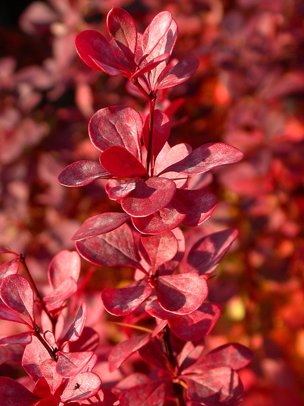 Изображение особи Berberis thunbergii.