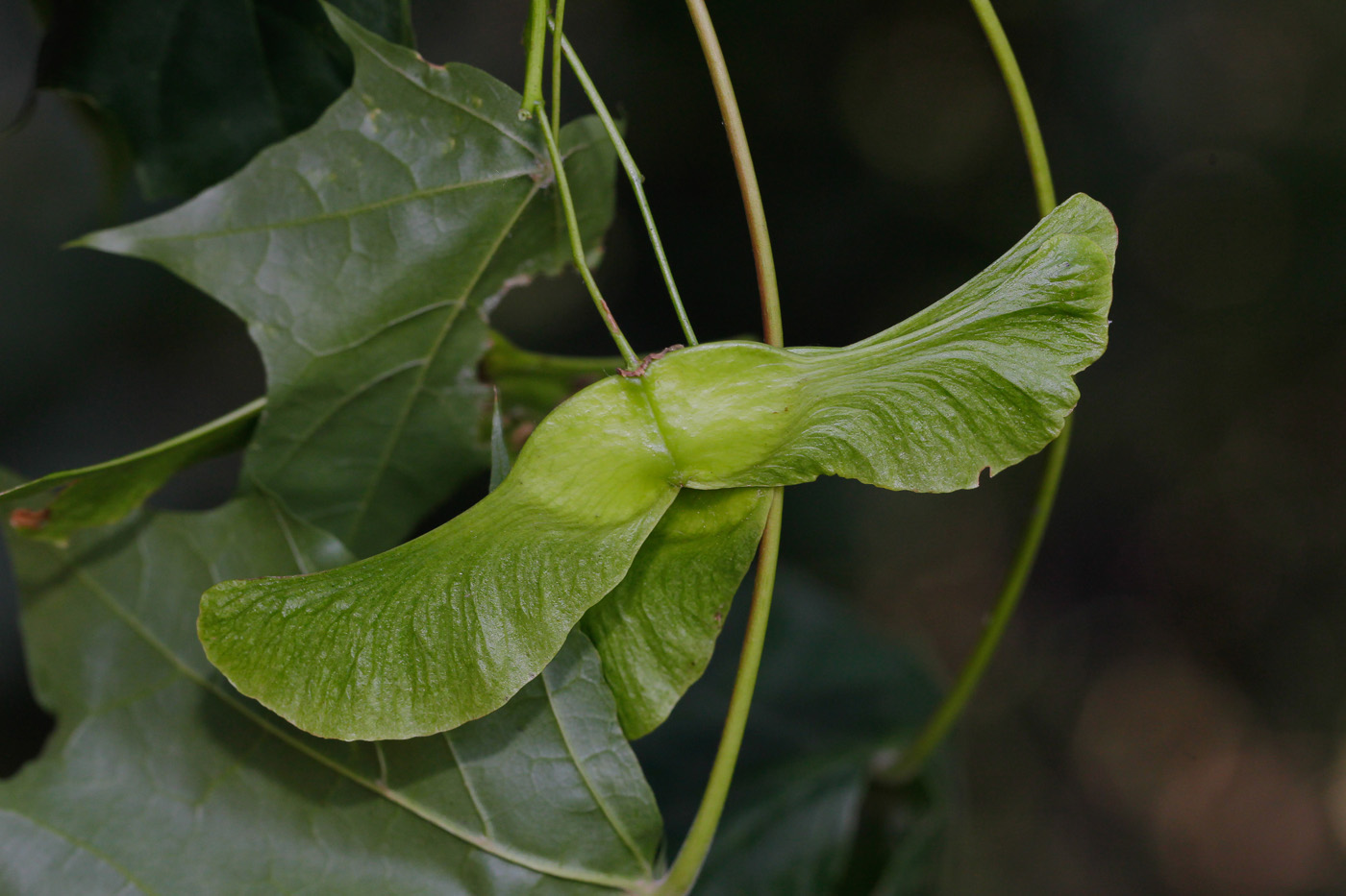 Изображение особи Acer platanoides.