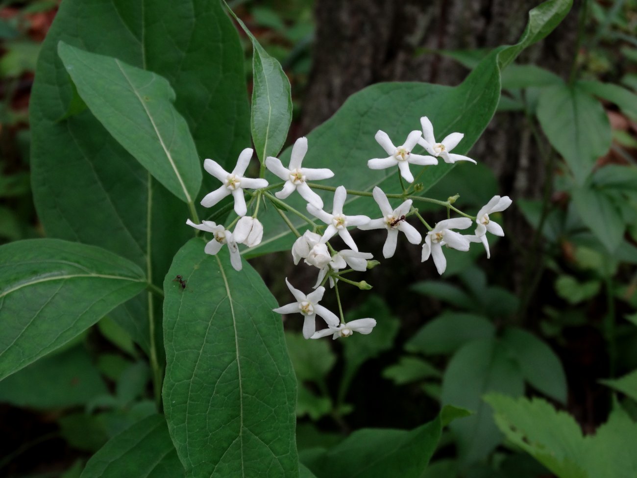 Изображение особи Vincetoxicum ascyrifolium.