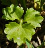 Ranunculus trachycarpus