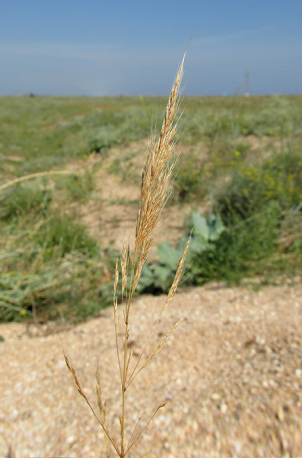 Image of Apera maritima specimen.