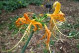 Lycoris aurea