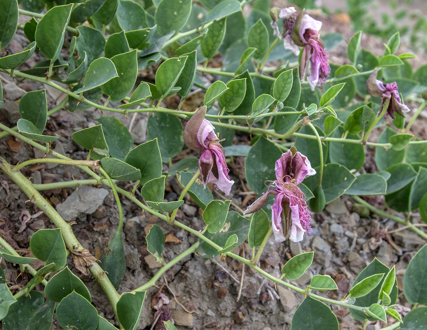 Image of Capparis herbacea specimen.