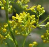 Galium verum