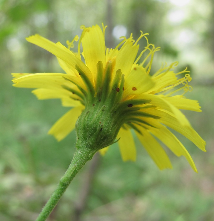 Изображение особи род Hieracium.