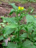Geum aleppicum