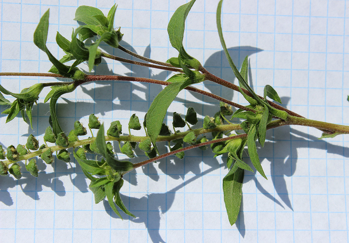 Image of Ambrosia psilostachya specimen.