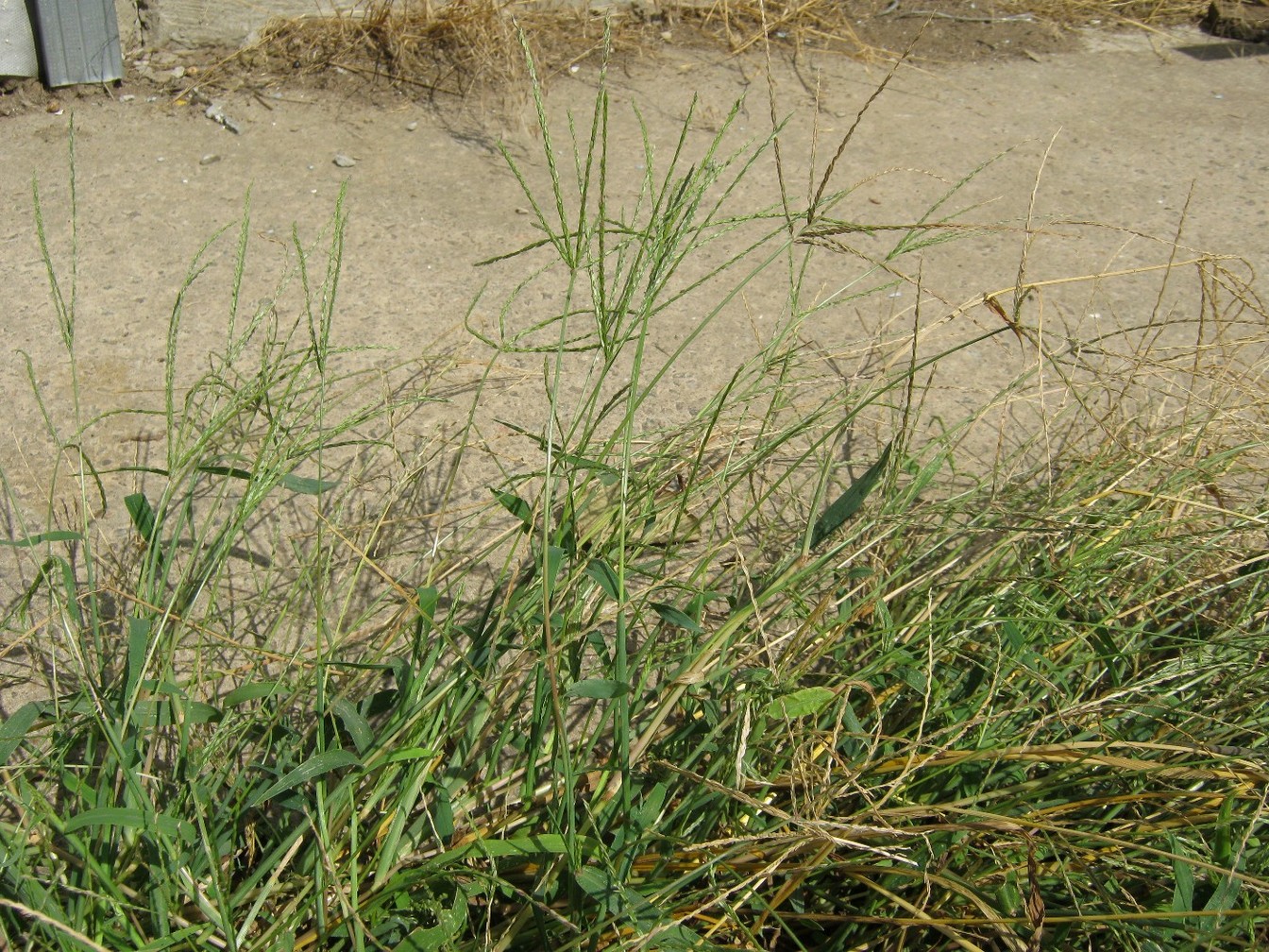 Image of Digitaria sanguinalis specimen.