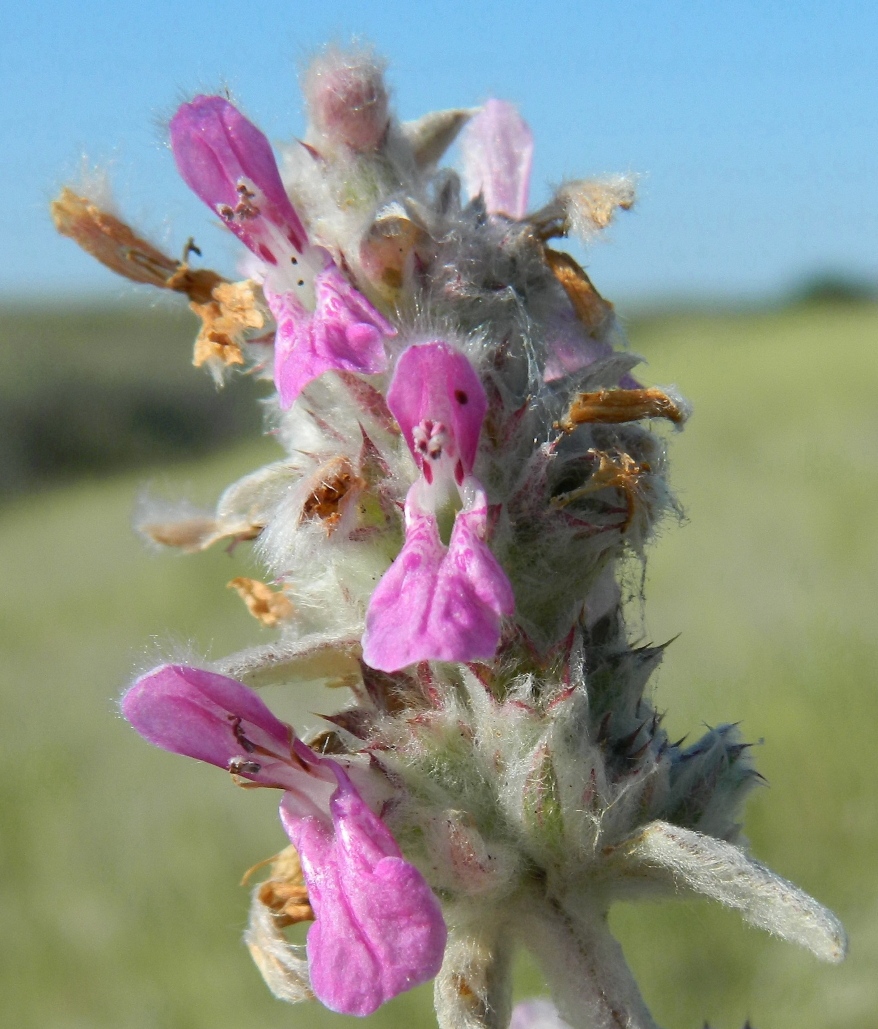 Image of Stachys cretica specimen.