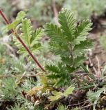 Potentilla pensylvanica. Основание побега (вид на верхнюю поверхность прикорневого листа). Хакасия, окр. с. Аршаново, интенсивно выпасаемая холоднополынная степь. 25.07.2016.