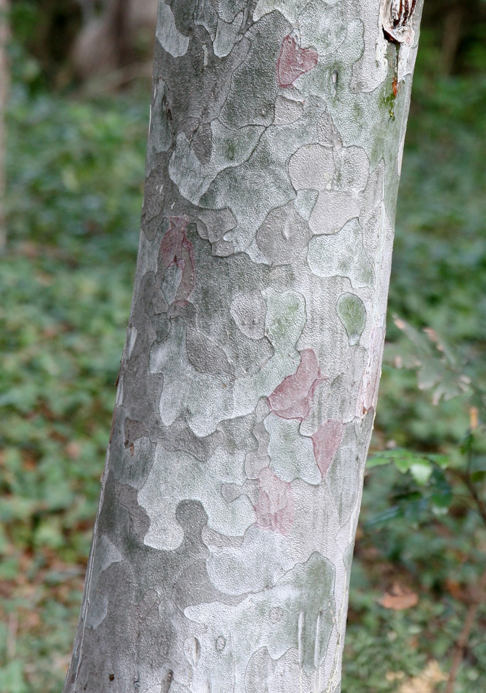 Изображение особи Pinus bungeana.