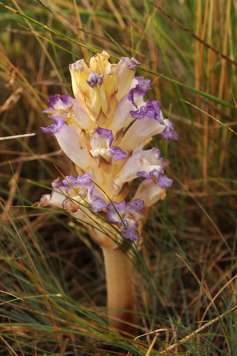 Изображение особи Orobanche amoena.