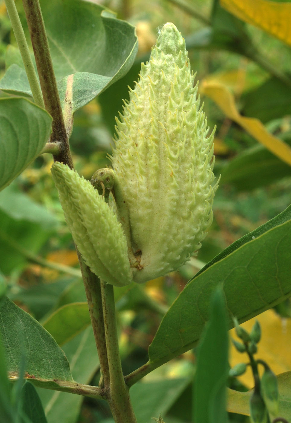 Изображение особи Asclepias syriaca.