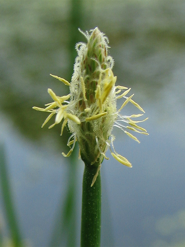 Изображение особи Eleocharis palustris.