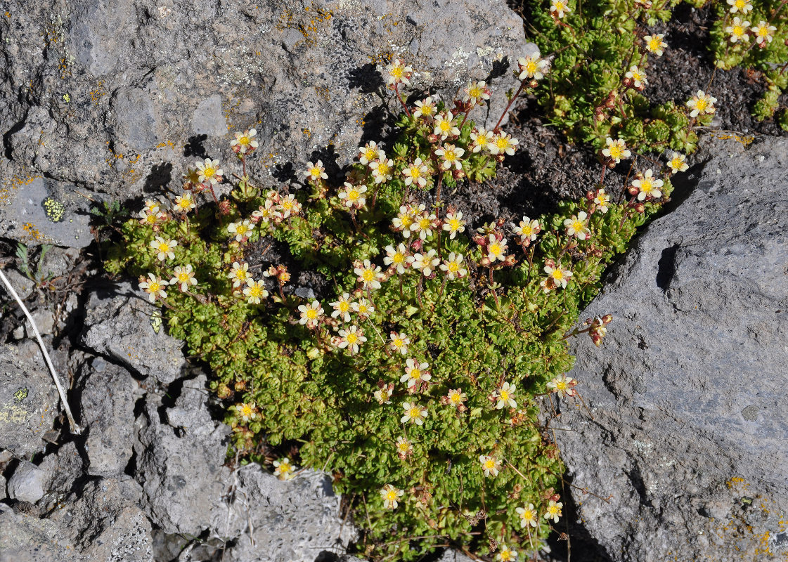 Image of Saxifraga adenophora specimen.