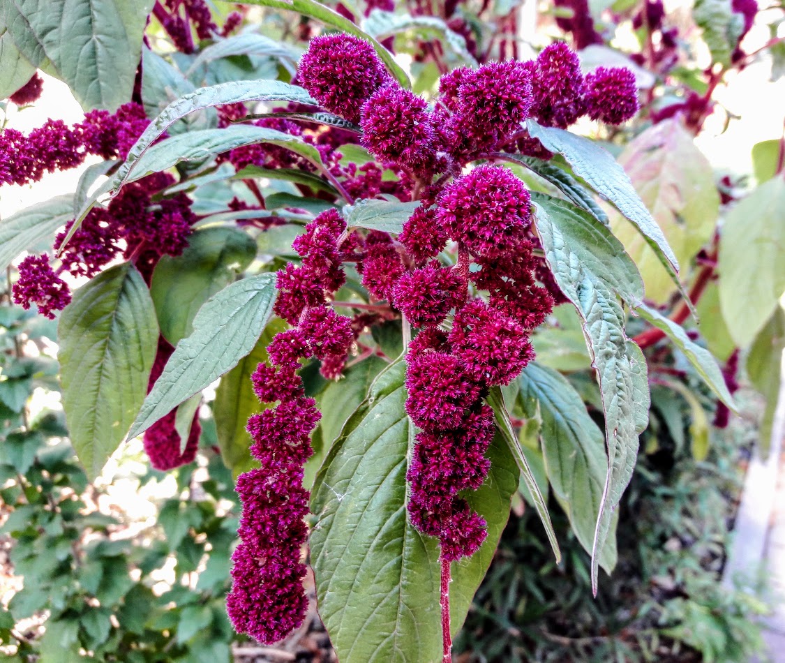 Изображение особи Amaranthus caudatus.