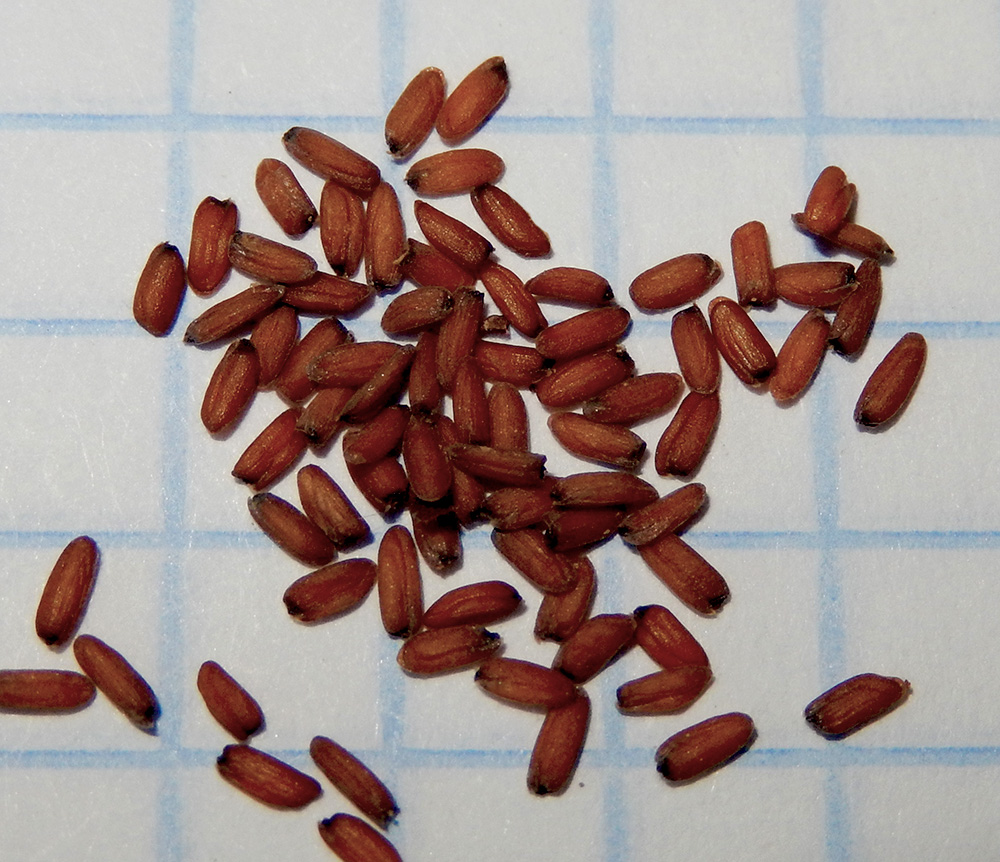 Image of Erysimum callicarpum specimen.