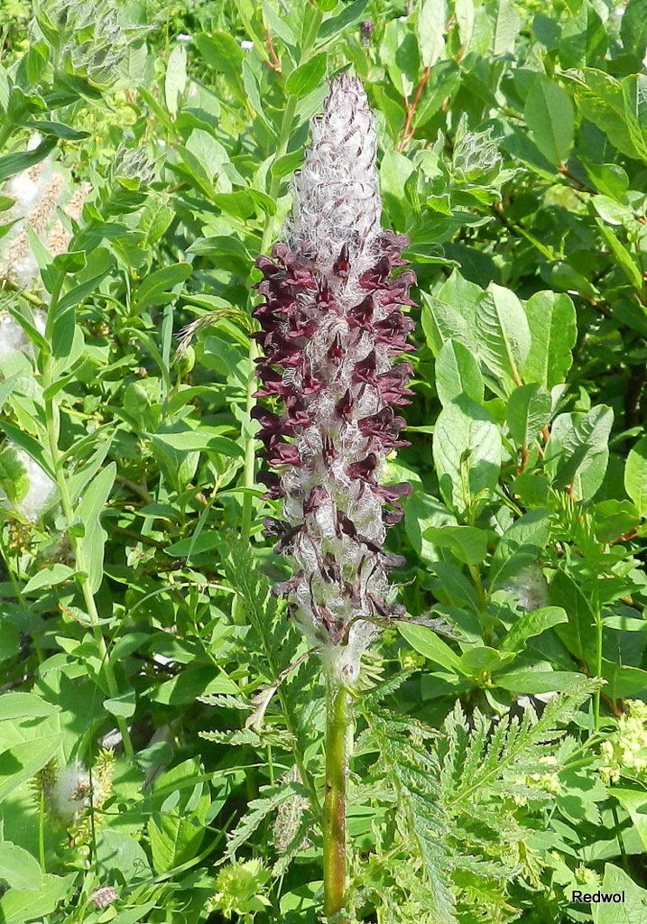 Image of Pedicularis atropurpurea specimen.