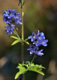 Delphinium iliense. Часть побега с пазушными соцветиями. Казахстан, Тянь-Шань, хр. Заилийский Алатау, ущ. Кумбельсу в р-не пос. Кокшокы, у скального выхода на остепнённом склоне горы, 2500 м н.у.м. 04.09.2016.