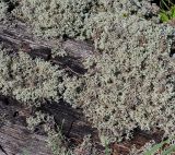 Cladonia arbuscula. Талломы с обширными повреждениями и деформациями. Владимирская обл., Ковровский р-н, окр. дер. Митино, сосновый лес. 24.06.2013.
