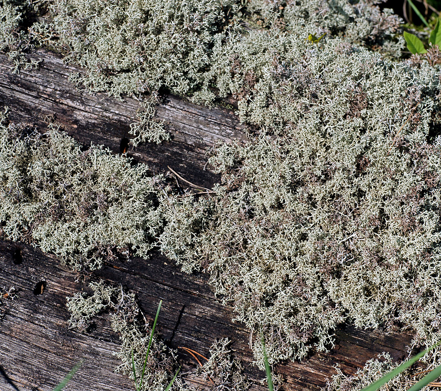 Image of Cladonia arbuscula specimen.