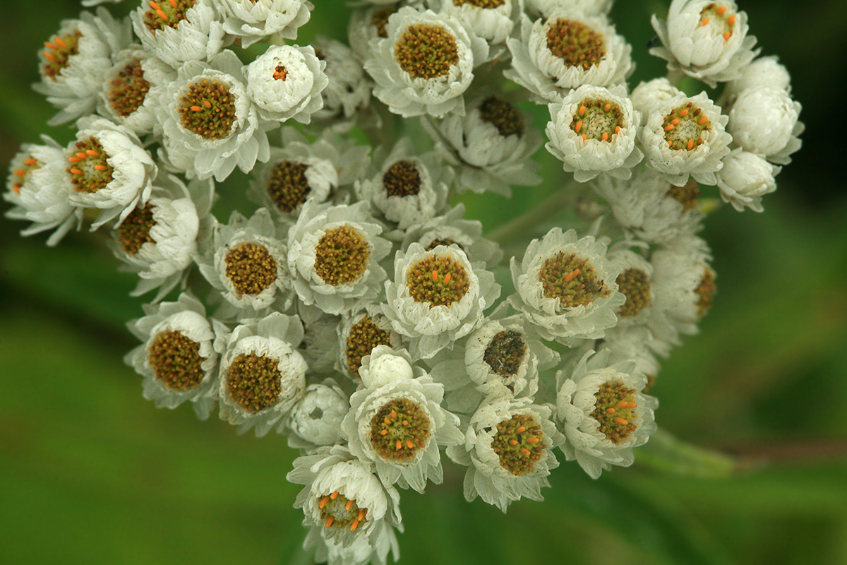 Изображение особи Anaphalis margaritacea.