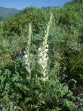 Pedicularis achilleifolia