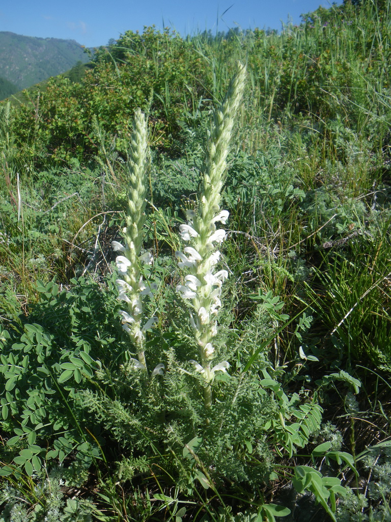 Image of Pedicularis achilleifolia specimen.