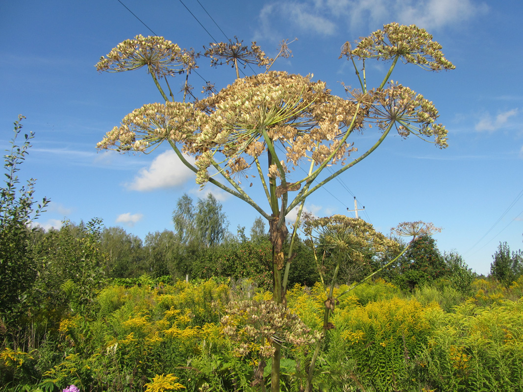 Image of Heracleum sosnowskyi specimen.