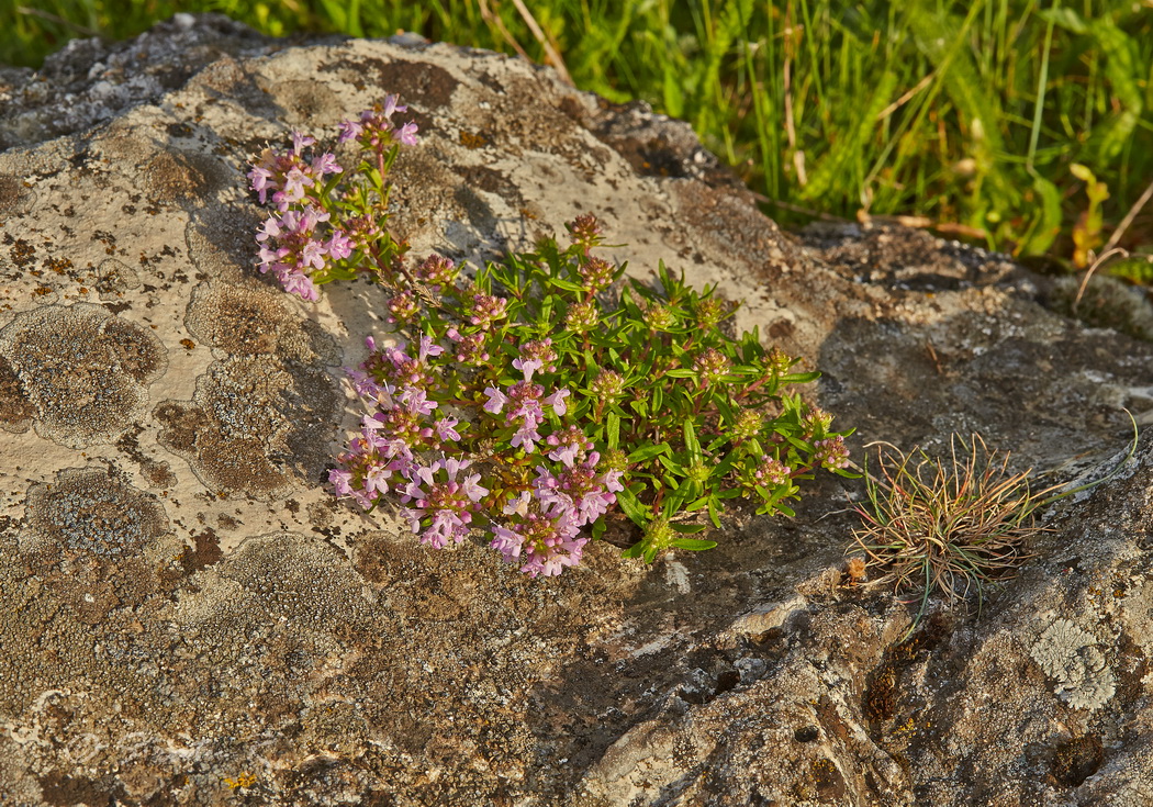 Изображение особи Thymus &times; littoralis.