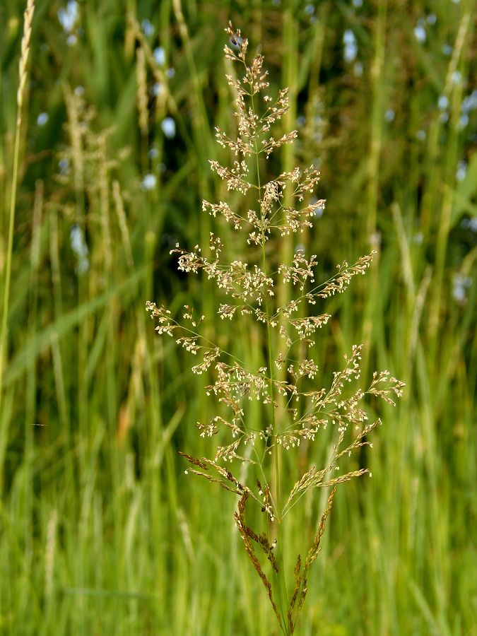 Image of familia Poaceae specimen.