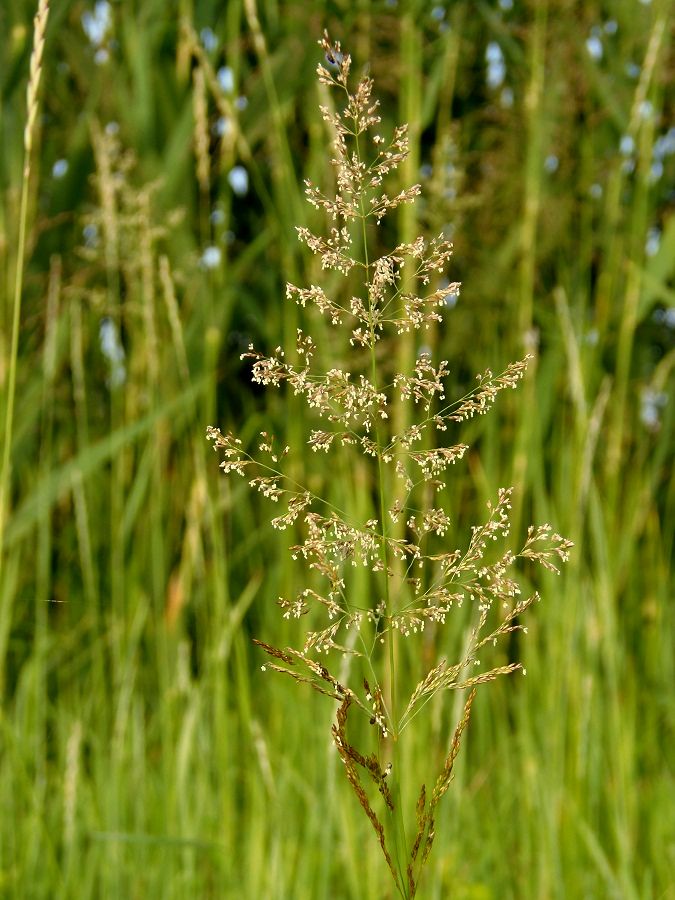 Изображение особи семейство Poaceae.