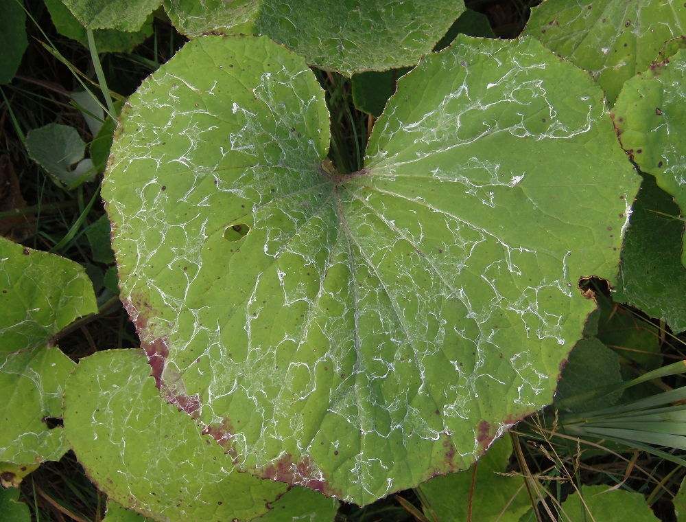 Image of Tussilago farfara specimen.