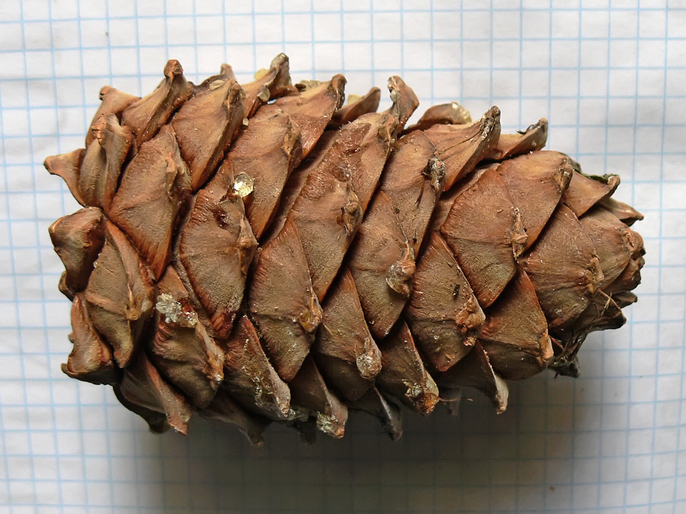 Image of Pinus sibirica specimen.