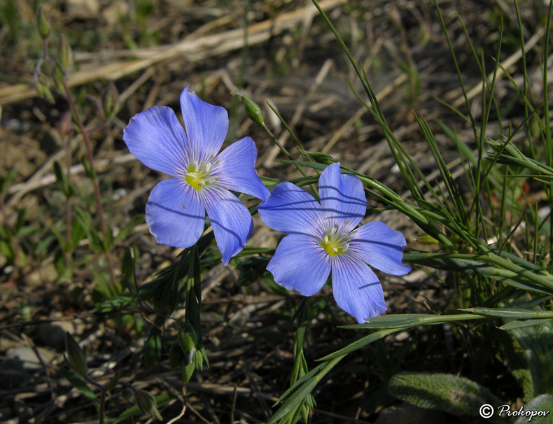 Изображение особи Linum austriacum.