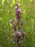 Gentianella auriculata. Верхушка цветущего растения. Магаданская обл., Ольский р-н, Ольское шоссе, у дороги через заброшенное поле. 12.08.2015.