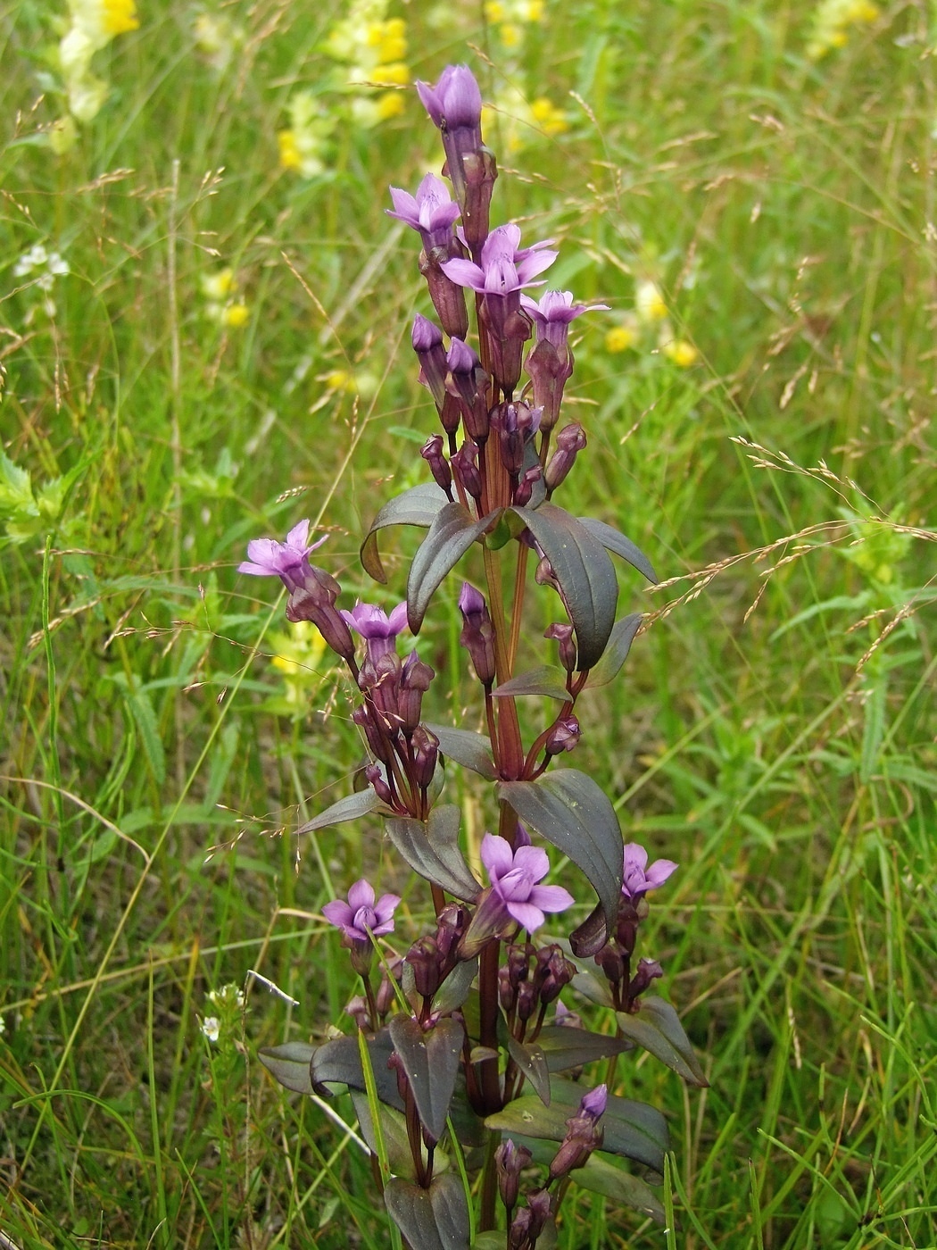 Image of Gentianella auriculata specimen.