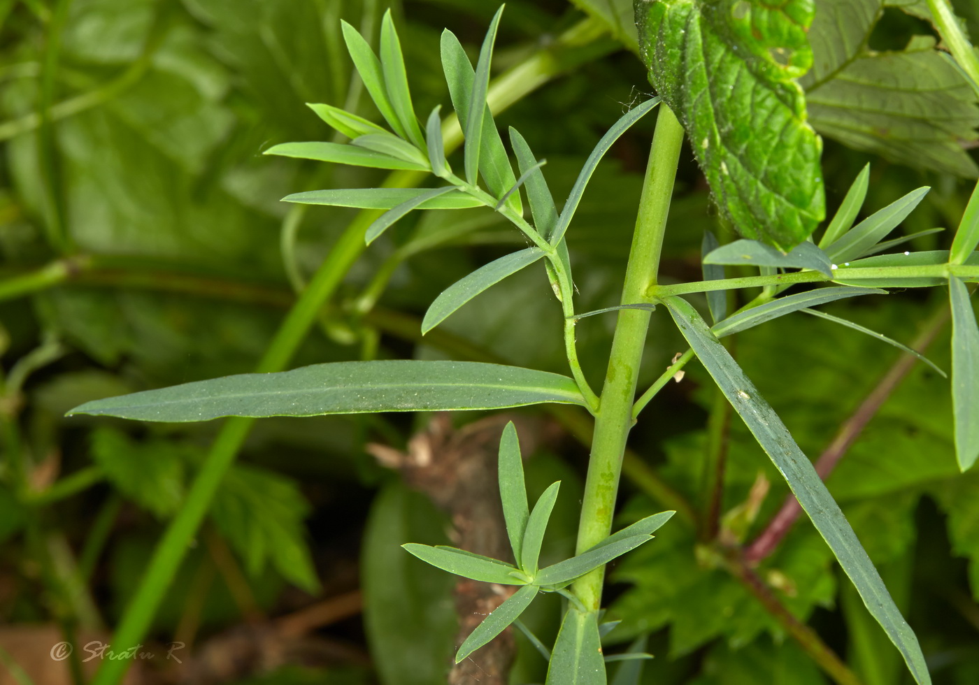 Изображение особи Euphorbia virgata.